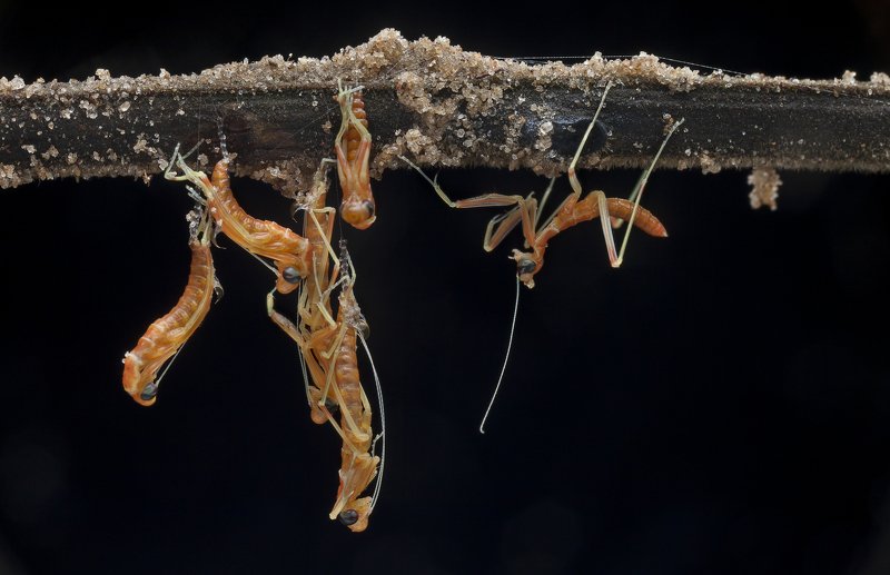 #mantis#macro#colors Welcome To New Worldphoto preview