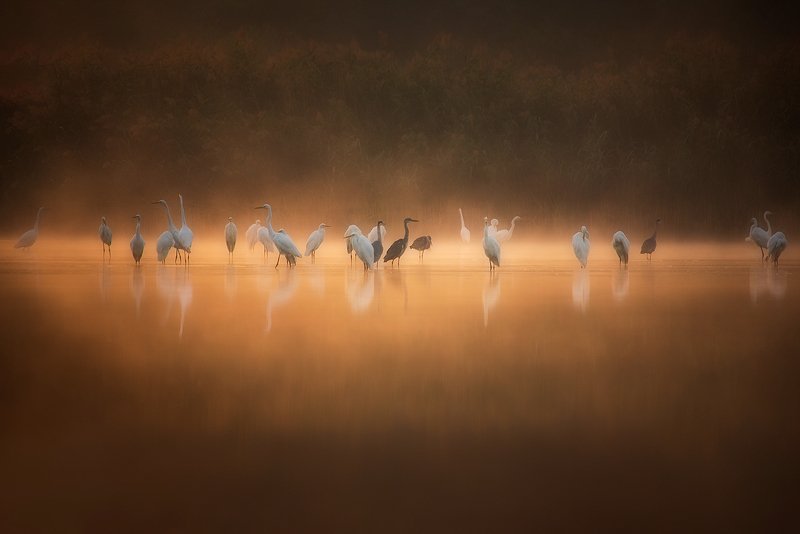 White Herons At Sunrise..photo preview