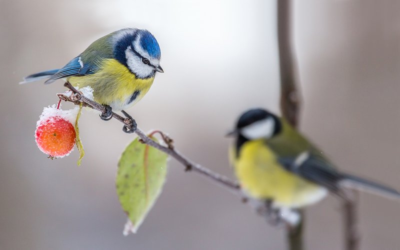 синица, лазоревка, большая синица, орнитология, птицы, птицы россии, зима, яблоко, Райское яблочко...одно на двоих.photo preview