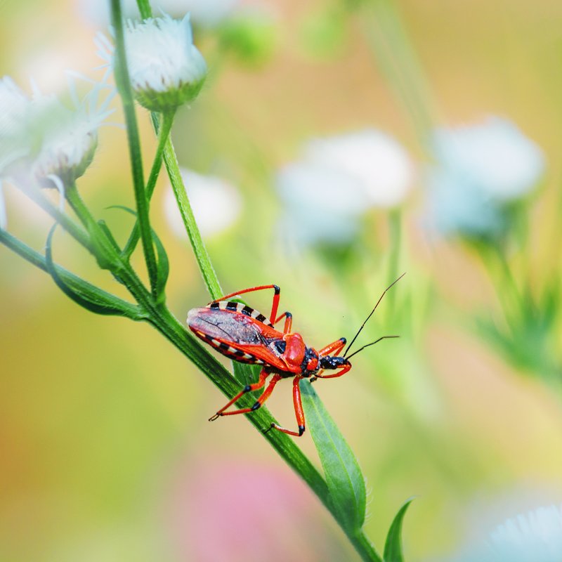 canon 55-250, beautiful, красивый, moment, момент, wildlife, живая, nature, природа, insect, насекомое, beetle, жук, reduviidae, хищнец, Жук с повадками паука.photo preview