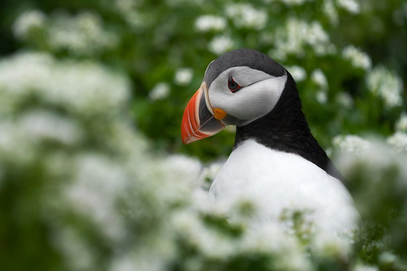 тупик, птицы, животные, природа, puffin, birds, wildlife, nature Среди цветовphoto preview