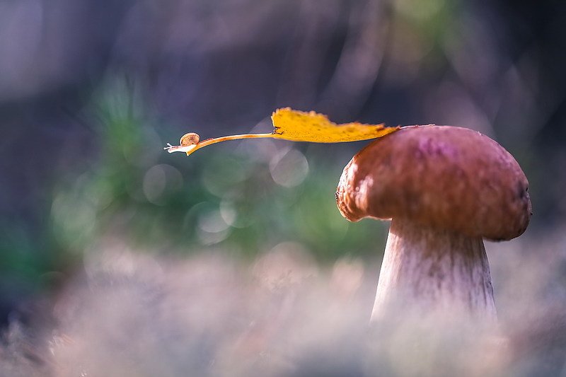 В осень на листке самолетеphoto preview