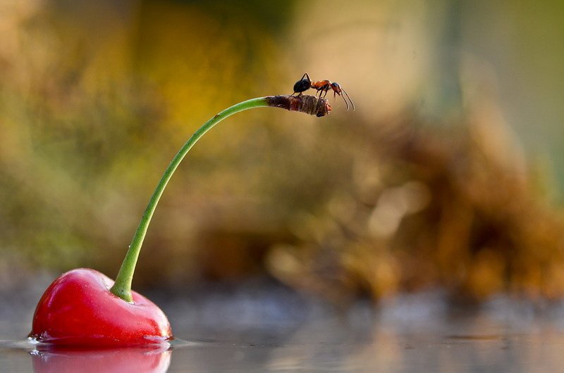 Дозорныйphoto preview