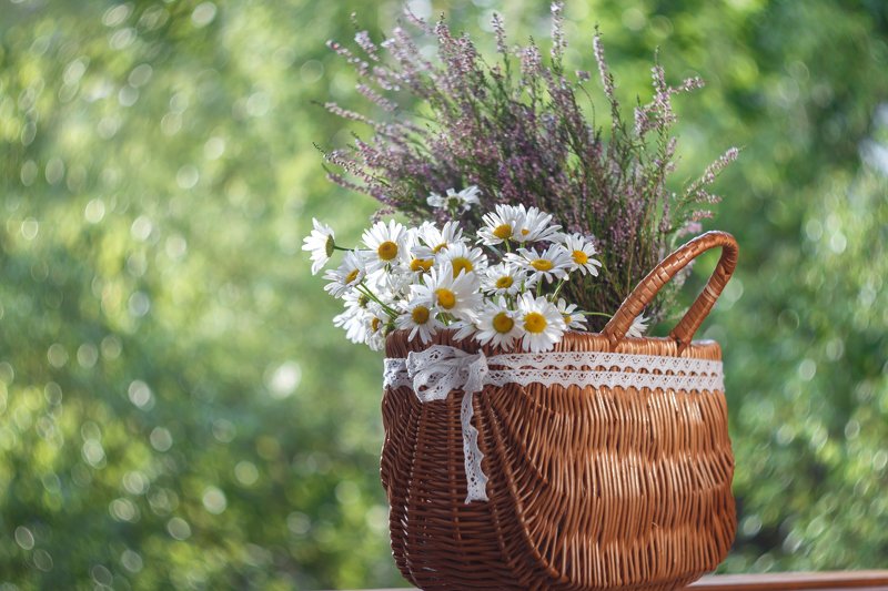 ромашки, корзинка,боке, гелиос 77 м-4,ирина горюкина,беларусь Ромашковый август фото превью