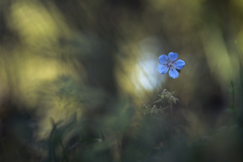 Magic gardenphoto preview