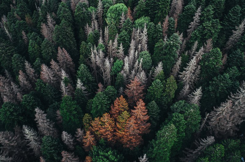 лес природа forestphoto preview