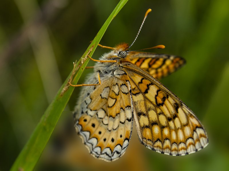 macro,freedom,art,photography,image,life,passion,peace,colors,dreams, FREEDOM 2photo preview