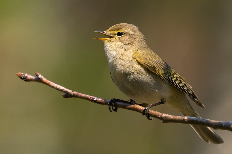 пеночка, пеночка-теньковка, птицы, природа, wildlife, birds, birdwatching, chiff-chaff Пеночка-теньковкаphoto preview