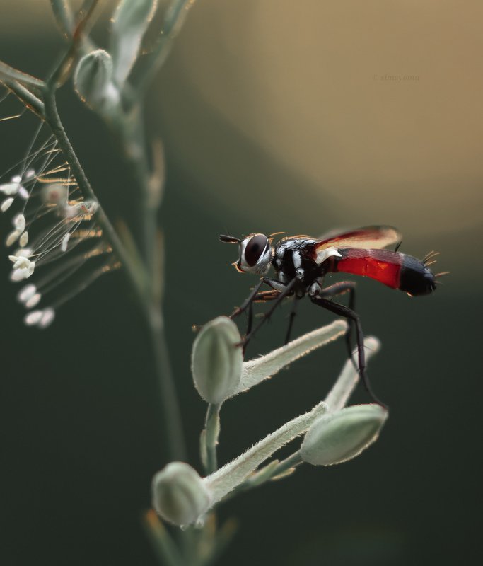 насекомые, природа, макро, мухи, насекомое, макрофото, insect, insets, macro, nature Цилиндромия средняя (Cylindromyia intermedia)photo preview