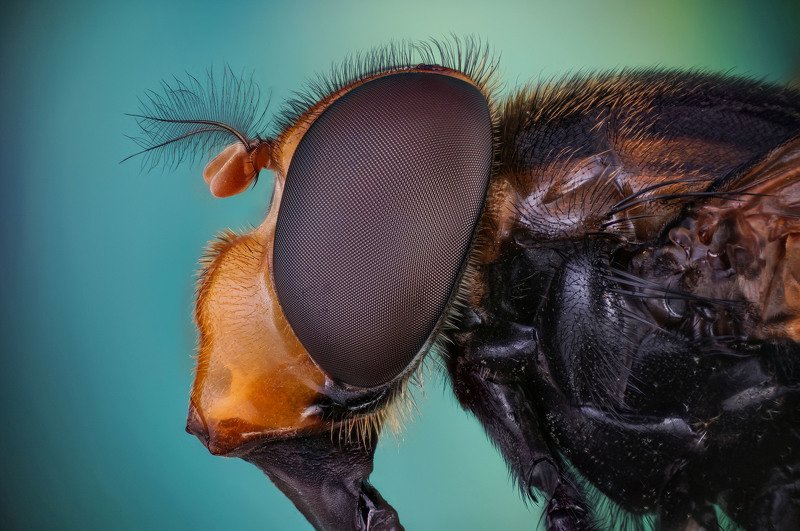 макро портретphoto preview