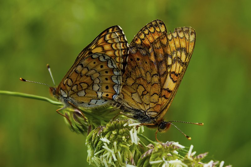butterfly,art,macro,photography,dreams,colors,image,passion,peace, FREEDOM 3photo preview