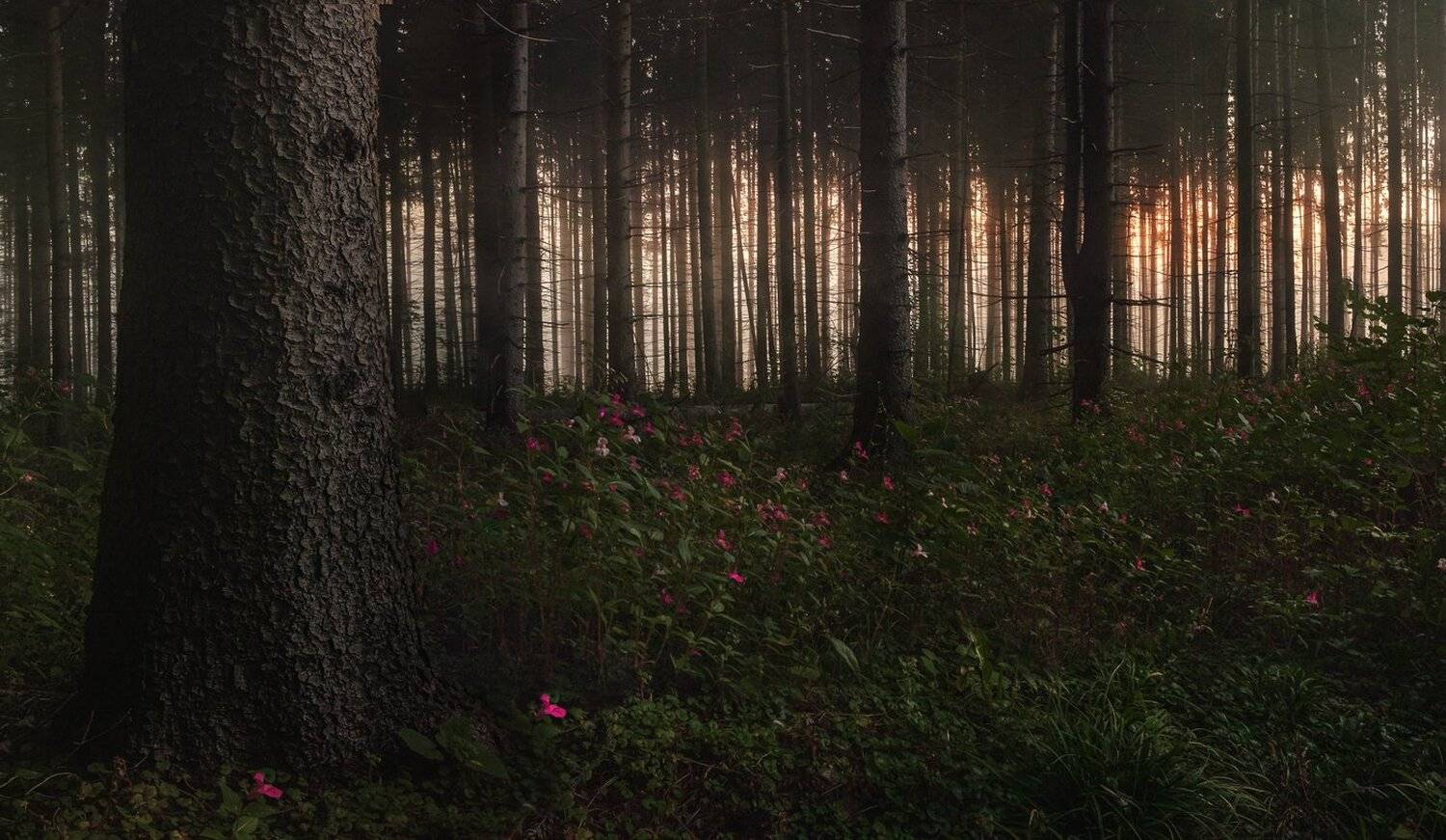 , Баранов Олег