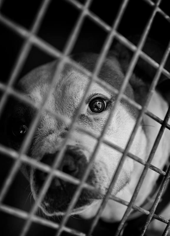 животные, чб, монохром Look them in the eyephoto preview