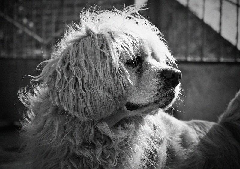 животное, пёс, собака, спаниель, собаки спаниельphoto preview