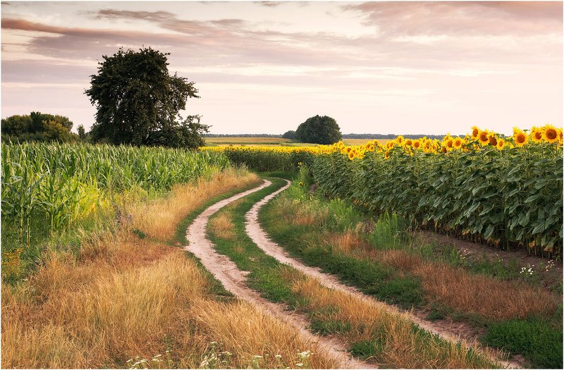 sunflower photo preview