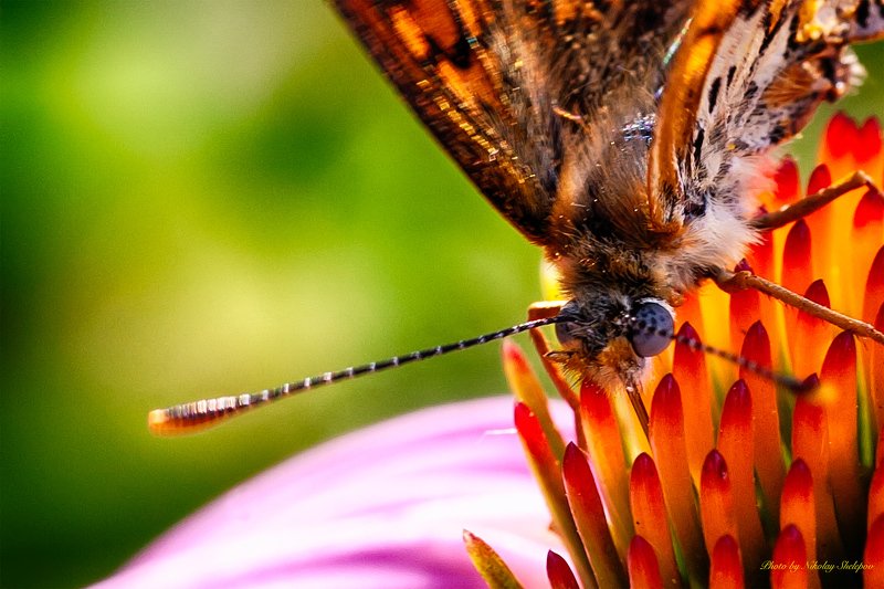 макроphoto preview