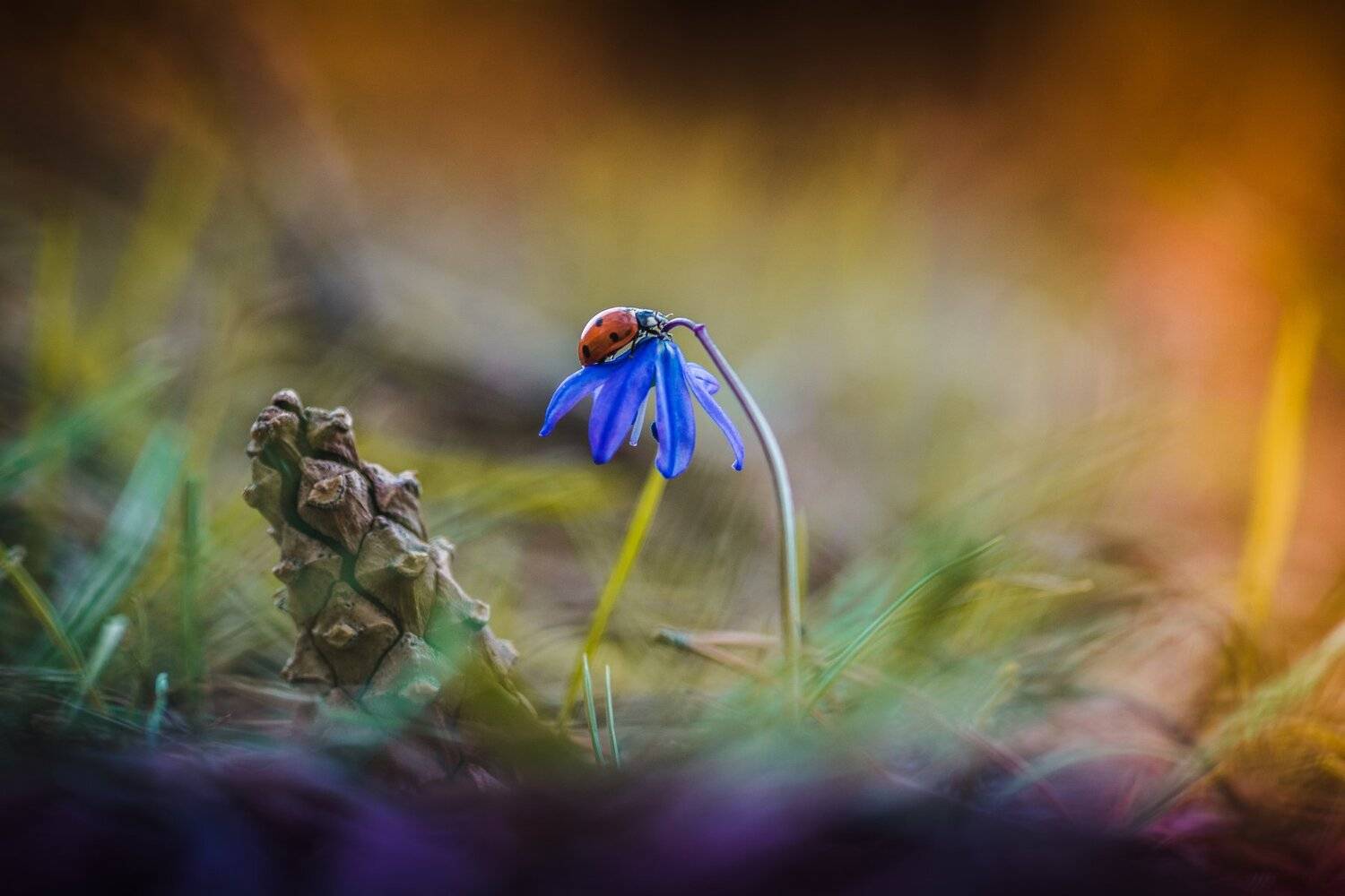 ***. Автор: Роман Зайцев , Роман Зайцев