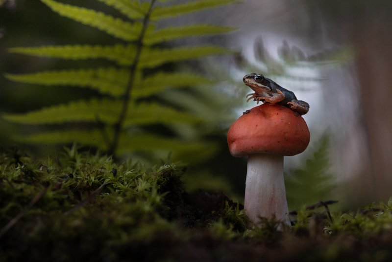 лягушка, макро, макрофото, лес, природа, гриб, frog, mushroom, macro, nature К прыжку готов!photo preview