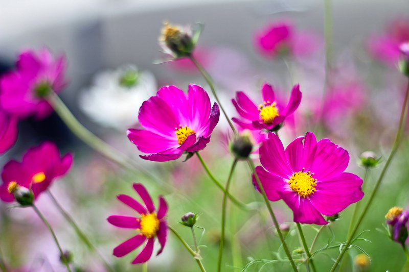 цветы, лето, космея, цветок космеяphoto preview