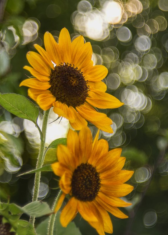 Подсолнухи.photo preview