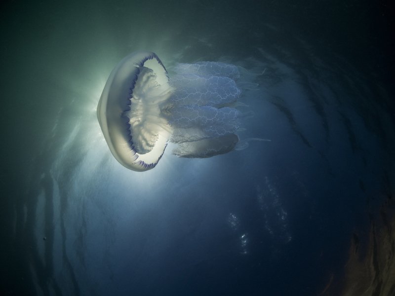 #Rhizostoma pulmo Rhizostoma pulmo 01photo preview