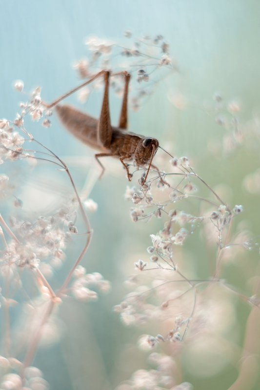 Кузнечикphoto preview