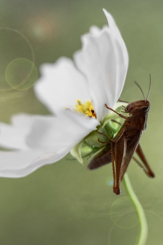 Притаилсяphoto preview