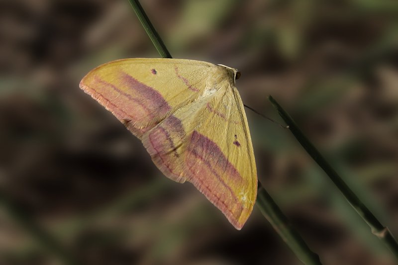 macro,art,photography,dreams,colors,peace,passion,image,life, FREEDOM 4photo preview