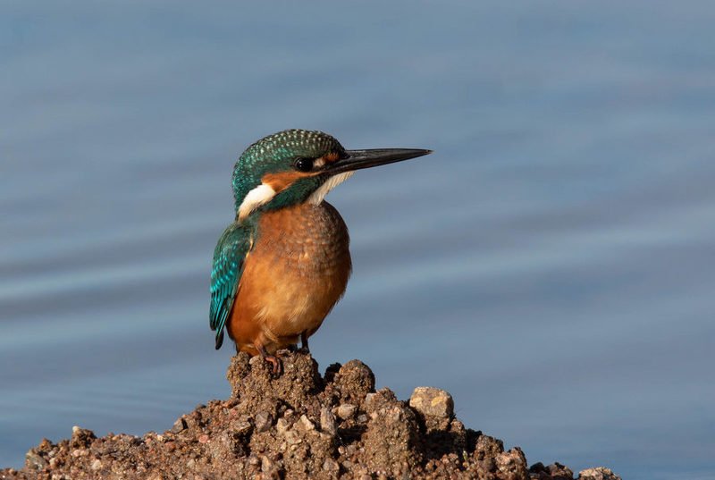 зимородок, птицы, В ожидании уловаphoto preview