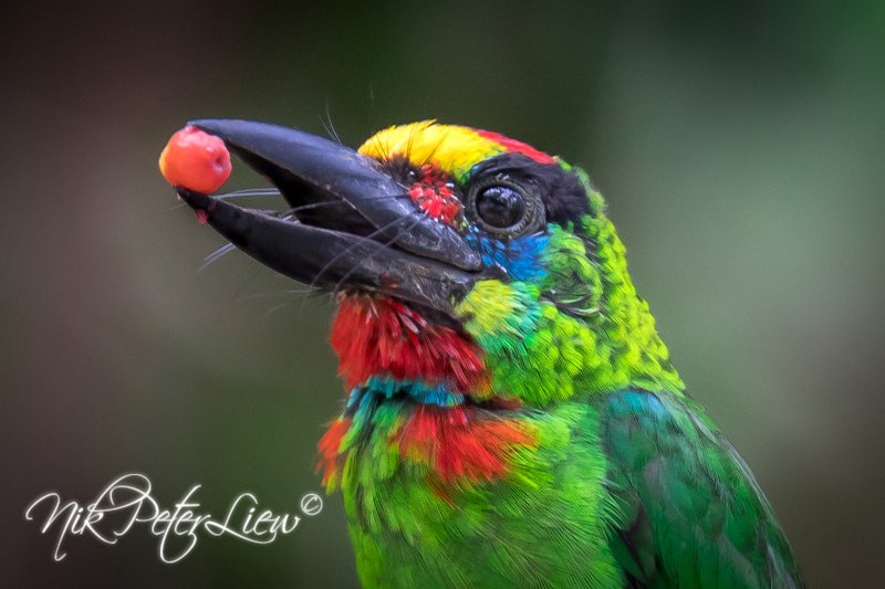 Red-throated Barbet (Psilopogon mystacophanos), birds Red-throated Barbet (Psilopogon mystacophanos)photo preview