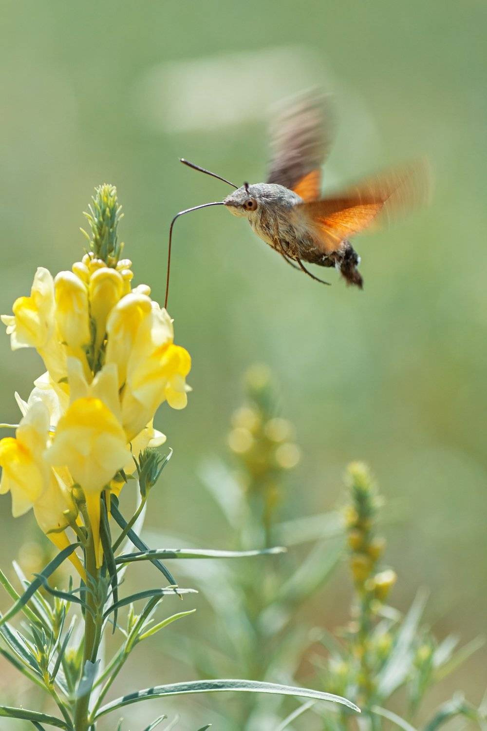 ***. Автор: Юрий Котов бабочка,лист,трава,солнце,крылья,свет,блик,цветок, Юрий Котов
