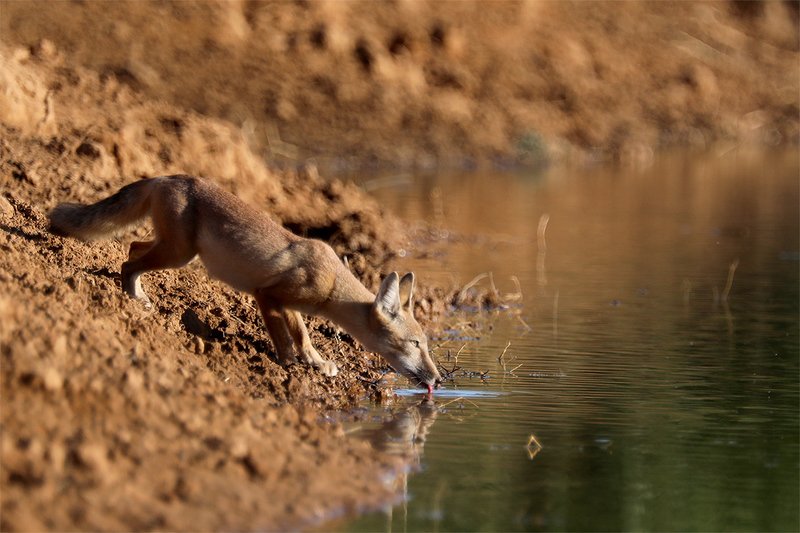Корсакphoto preview