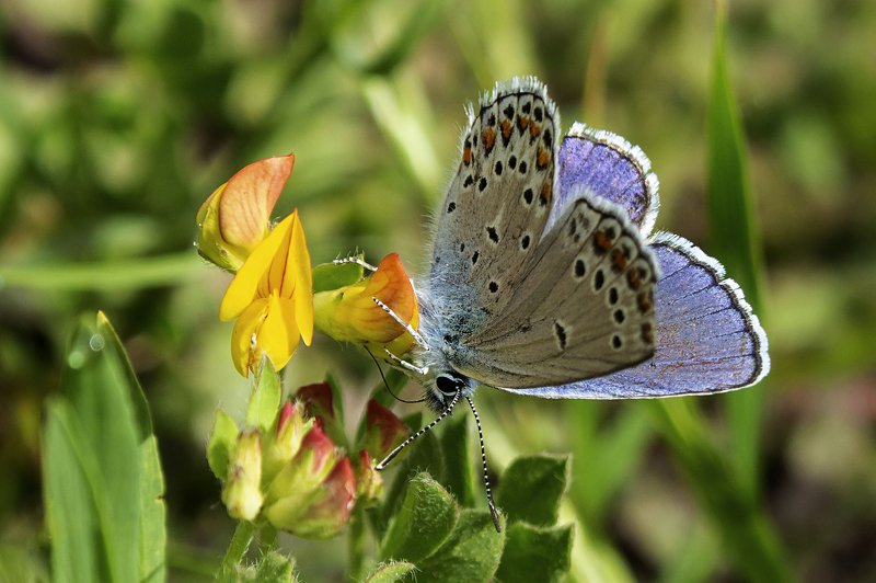 macro,butterfly,art,colors,dreams,photography,life,passion,peace, FREEDOM 5photo preview
