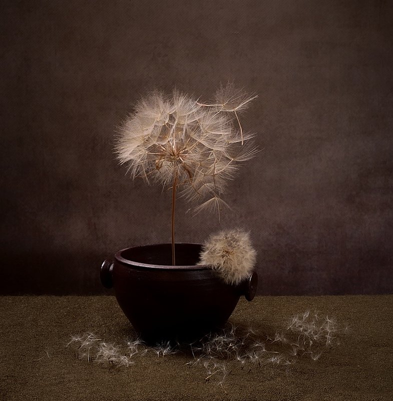 martwa natura z kozibrodem łąkowymphoto preview