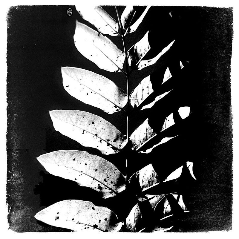 Fragilephoto preview