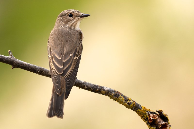 птицы, животные, природа, анималистика, birdwatching, мухоловка, flycatcher, birds, wildlife, nature Серая мухоловкаphoto preview