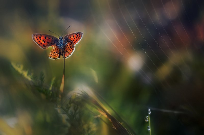 провожая лето..photo preview