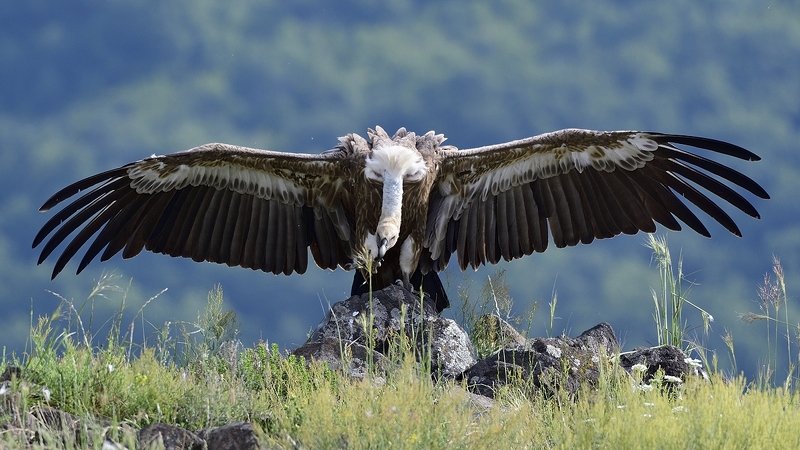 птицы birds Griffon vulturephoto preview