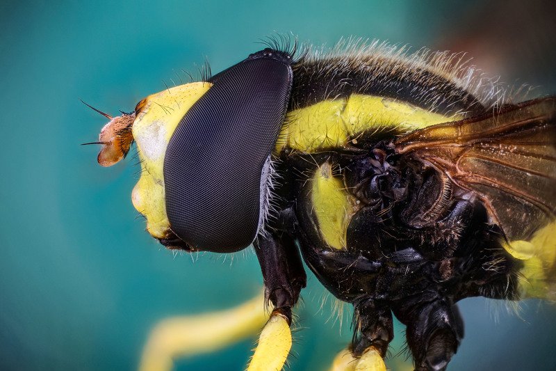 макро портретphoto preview