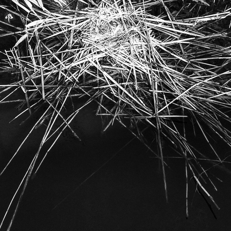 Гнездо. Nestphoto preview