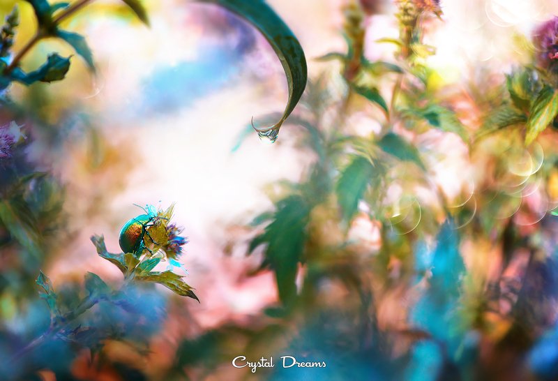 сrystal dreams, macro, summer, color, art, nature. \