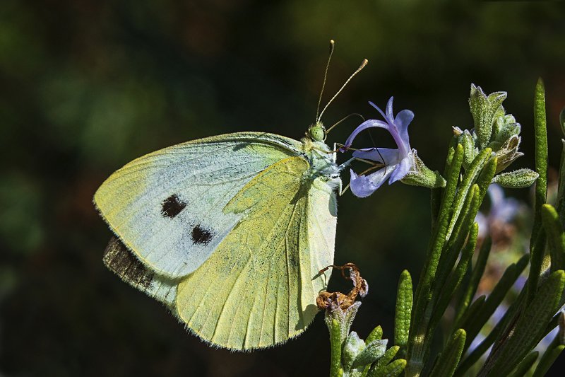 macro,art,colors,dreams,photography,passion,peace,life, FREEDOM 6photo preview