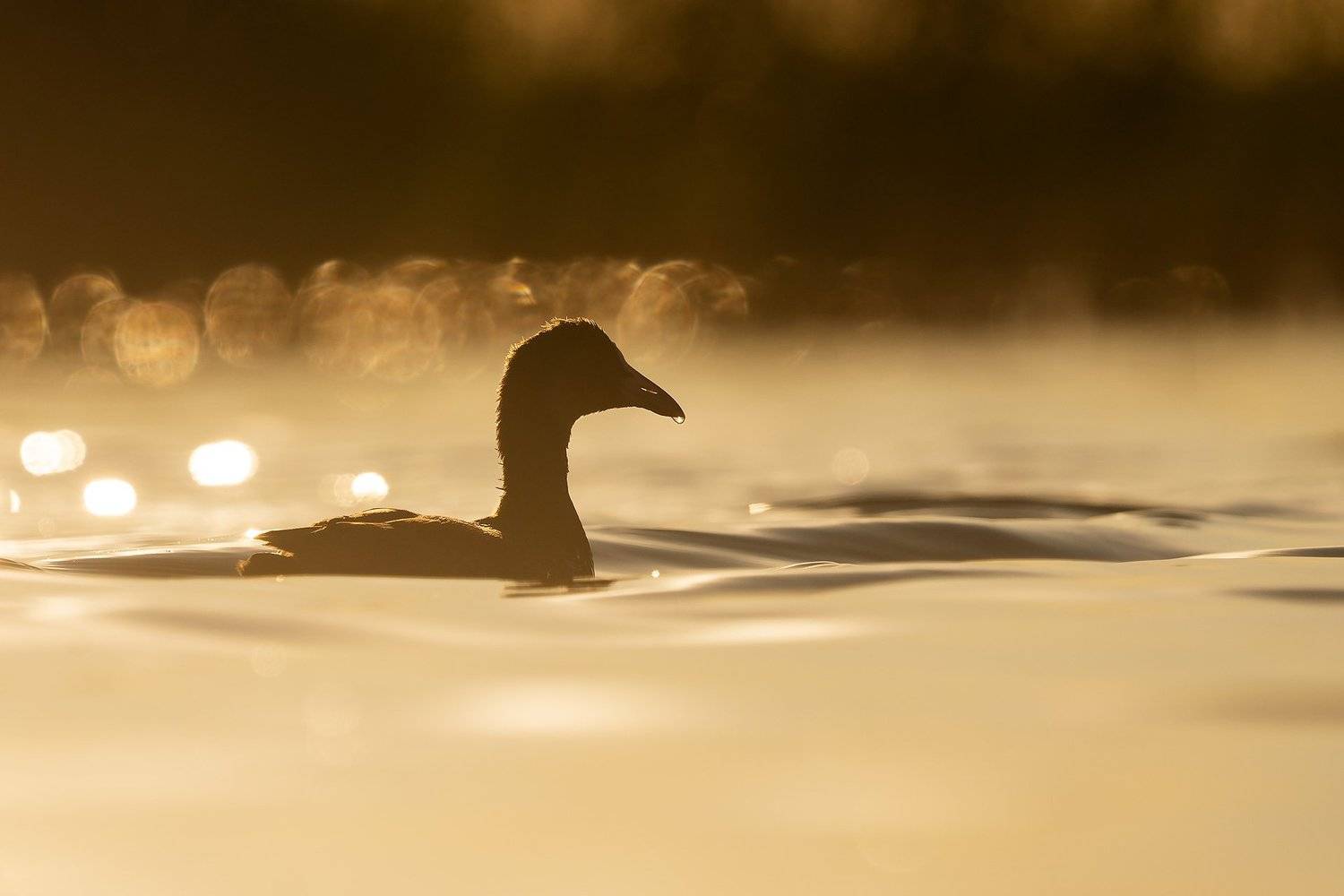 Вечерняя лысуха. Автор: Оксана Быстрицкая лысуха, птицы, пастушковые, природа, анималистика, birds, coot, birdwatching, wildlife, Оксана Быстрицкая