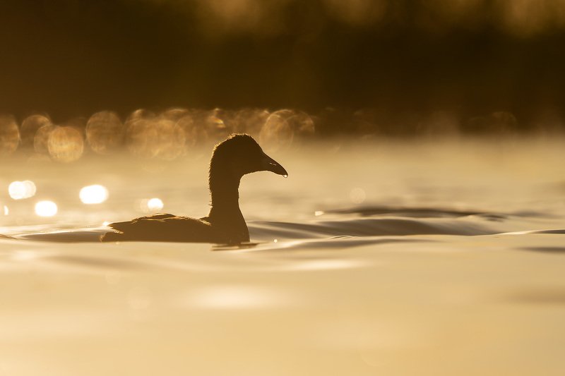 лысуха, птицы, пастушковые, природа, анималистика, birds, coot, birdwatching, wildlife Вечерняя лысухаphoto preview