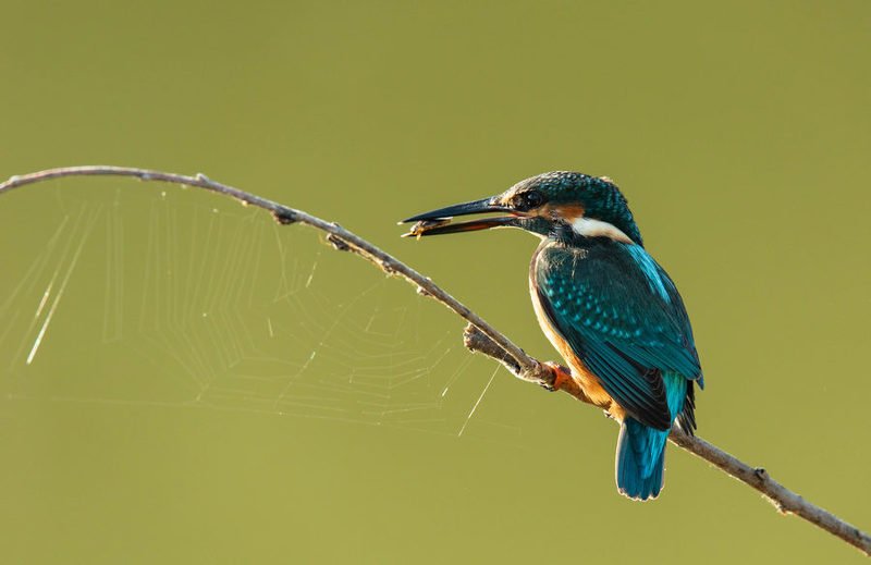 зимородок, птицы, паутина, Добыча взята, можно и сеть просушить.photo preview
