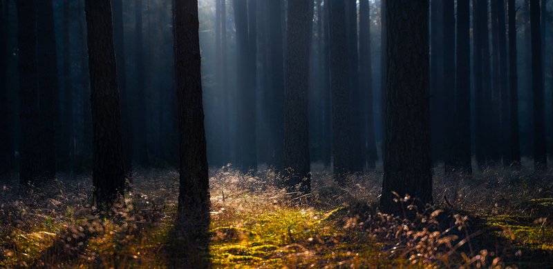 Lesne mglyphoto preview