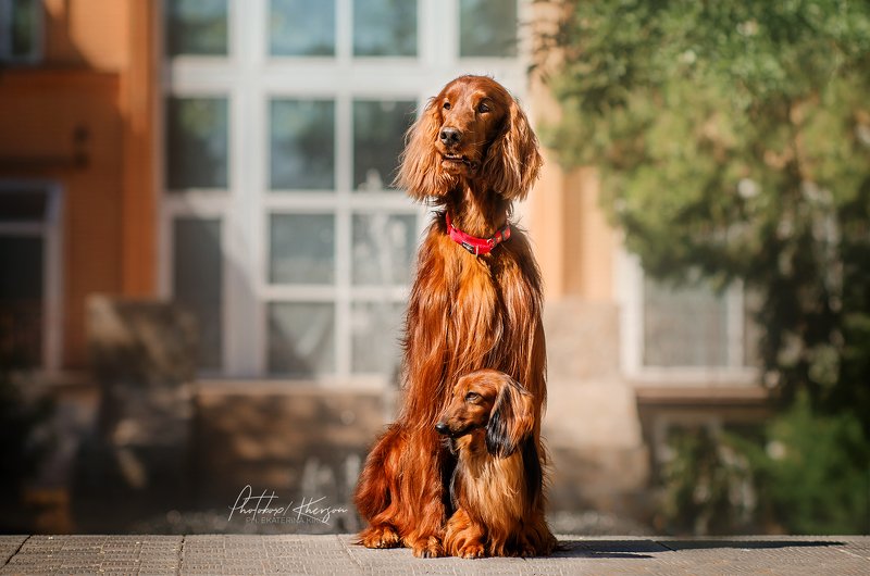 собака, анималистика, город, портрет Рыжая бандаphoto preview