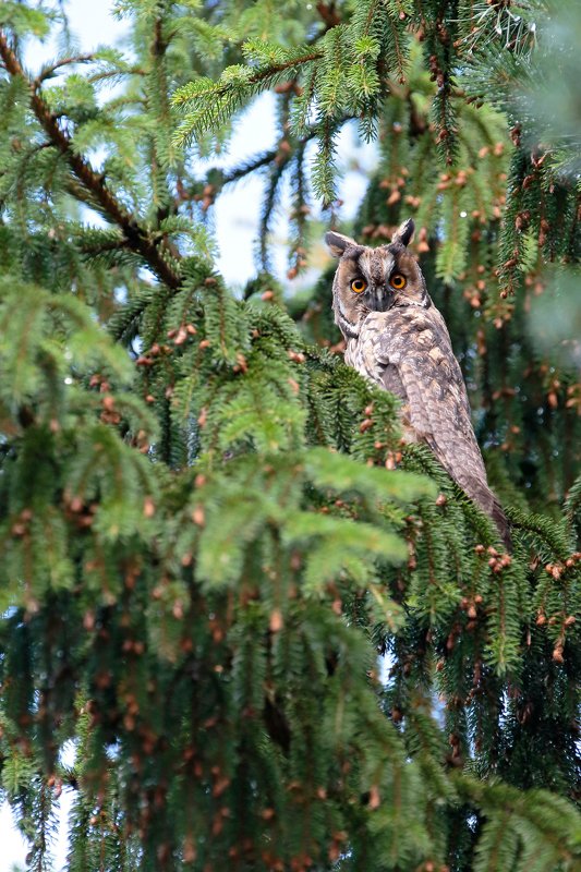 сова, птица, природа Ушастая соваphoto preview