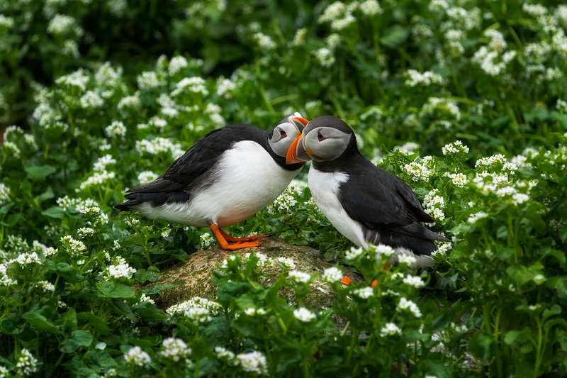 puffins, puffin, norway, hornoya, wildlife, nature, birds, birdwatching, птицы, тупики, природа Тупики: свадебная фотосессияphoto preview