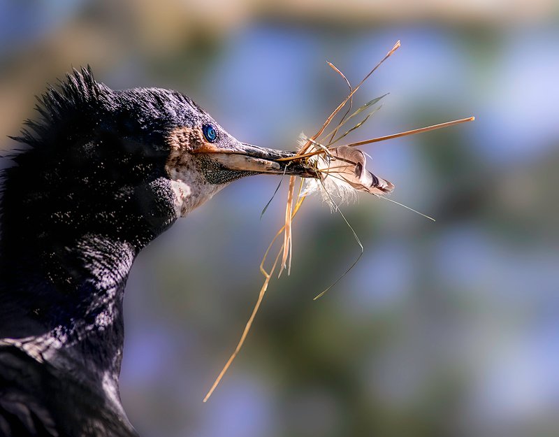 баклан Хапугаphoto preview